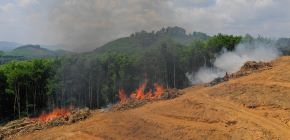 Rainforest being cleared for a palm oil plantation. Image credit: Shutterstock